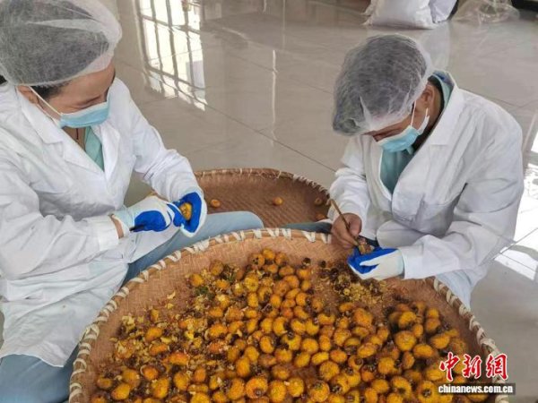 信康优配 （乡村行·看振兴）野生刺梨“邂逅”古树红茶 秦巴腹地茶品再上新